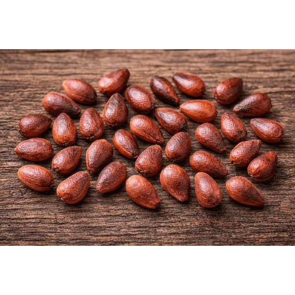 CZ Grain 30 Fuchsia Gum Bonsai Tree Plant Seeds