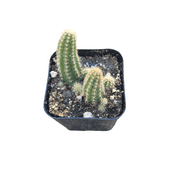 Echinopsis chamaecereus Peanut Cactus