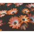 thumbnail image 1 of Osteospermumy - DIY Diamond Painting, 1 of 6