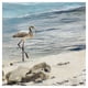 thumbnail image 1 of Cuadros Decorativos Jr Aves playeras Canvas, 1 of 2