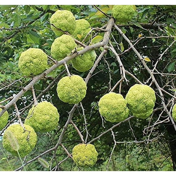 CZ Grain 30 Hedge Apple Plant Seeds, Exotic Fruit Bearing Tree
