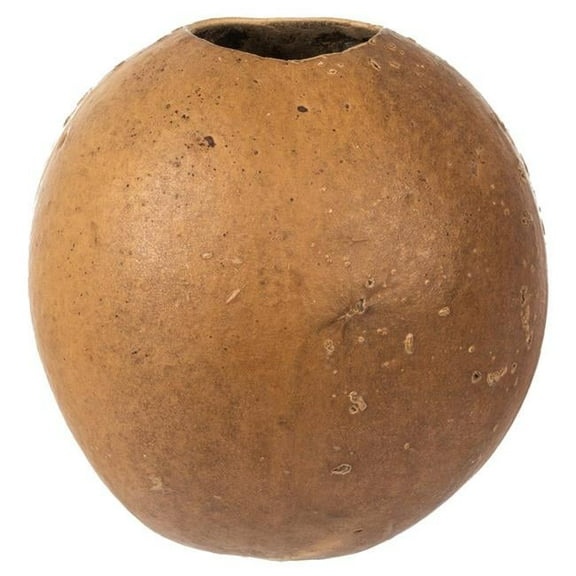 Vickerman 6-7"H x 6-8"W Natural Bacacuia Gourd, Set of 3, Dried
