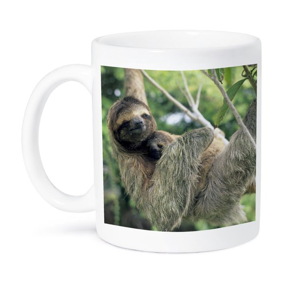 3dRose, Three-toed sloth wildlife, Corcovado NP, Costa Rica - SA22 KSC0137 - Kevin Schafer, 15oz Mug