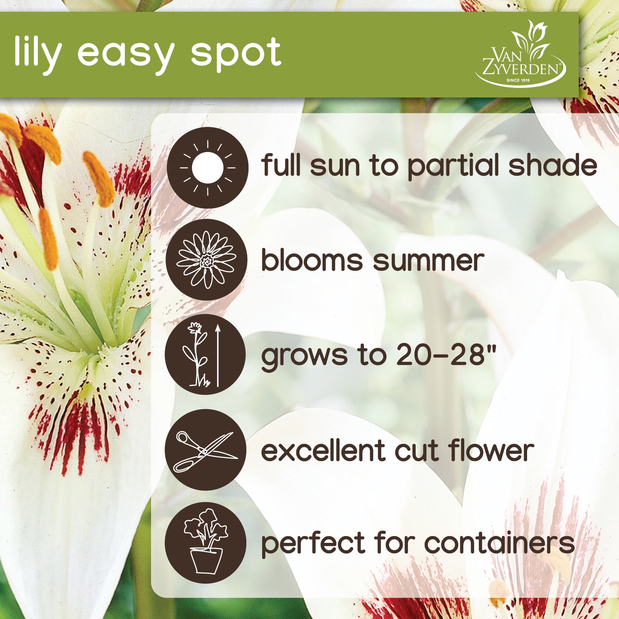 【Lily❁】ことりのあそびば　Aタイプ Van Zyverden Lily Easy Spot (Set of 4 Dormant Bulbs) Partial