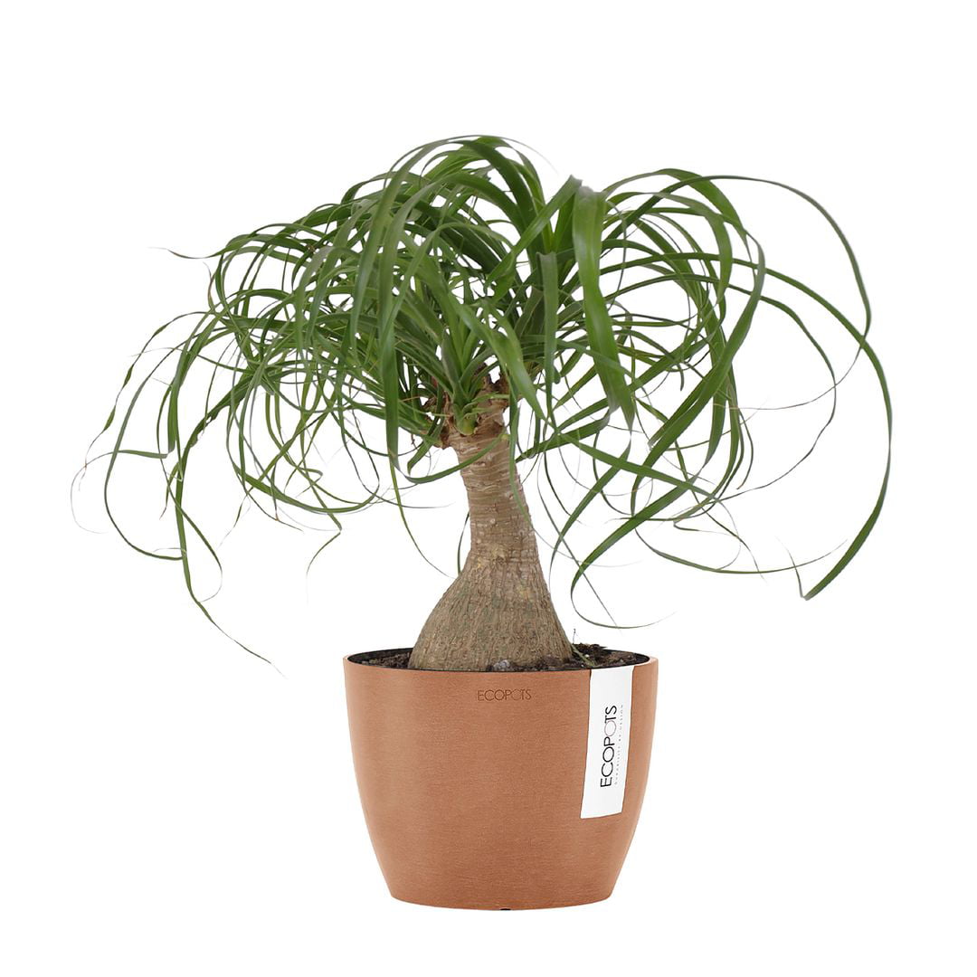 United Nursery Ponytail Palm Tree Live Indoor Elephants Foot Plant in 6 inch Grower Pot 14-17 inches Tall 