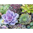 thumbnail image 4 of 100pcs Mix Rare Succulent Seeds for Planting, DIY Bonsai Ornamental Plant, Non-GMO Open Pollinated Seeds Succulent Plant Seeds, 4 of 8