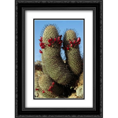 Fishhook Cactus in bloom, Santa Catalina Island, Sea of Cortez, Baja California, Mexico 2x Matted 18x24 Black Ornate Framed Art Print by De Roy,