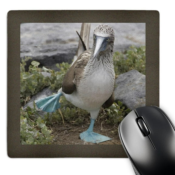 3dRose, Ecuador Galapagos Islands Blue-footed Booby - SA07 CMI0902 - Cindy Miller Hopkins, MousePad