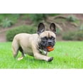 thumbnail image 6 of Chuckit! Ultra Dog Ball Rubber Fetch Toy For Dogs, Small 2", For Breeds Up To 20 lb, Pack of 2, 6 of 11
