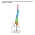 thumbnail image 2 of New Colored Life Size Flexible Anatomical Human Skeleton Spine Model with Pelvis Femur 45cm, 2 of 4