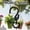 Black*2, variant on 360° Swivel Plant Hangers Heavy Duty Hanging Basket Hooks Rotating Ceiling Hooks for Plants Bird Feeders Outdoor Indoor Garden Decor Rust Resistant Metal Plant Hook Support Use, Black