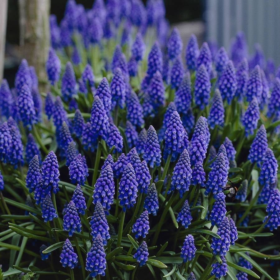 Van Zyverden Grape Hyacinths Set of 100 Bulbs Blue Part Sun