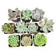 thumbnail image 6 of Echeveria Succulent Pack, Beautiful Rosette Succulents - 2 Succulents, 6 of 6
