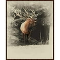thumbnail image 1 of Somerset House Publishing 7350 41.5 x 33.5 Po. Bugling Élan, Toile Encadrée Giclée - Marron, 1 of 1
