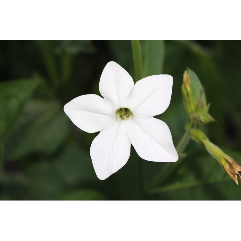 flowering tobacco plants for sale Tobacco, Ornamental The comforting green tone of the blooms makes them seem almost ethereal Flowering Tobacco  4DF