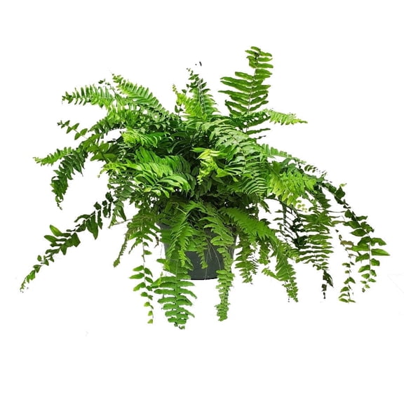 Tropical Plants of Florida 12" Macho Fern Hanging Basket Overall Spread 28" to 32" Wide; Partial Shade Plant, Sword Fern