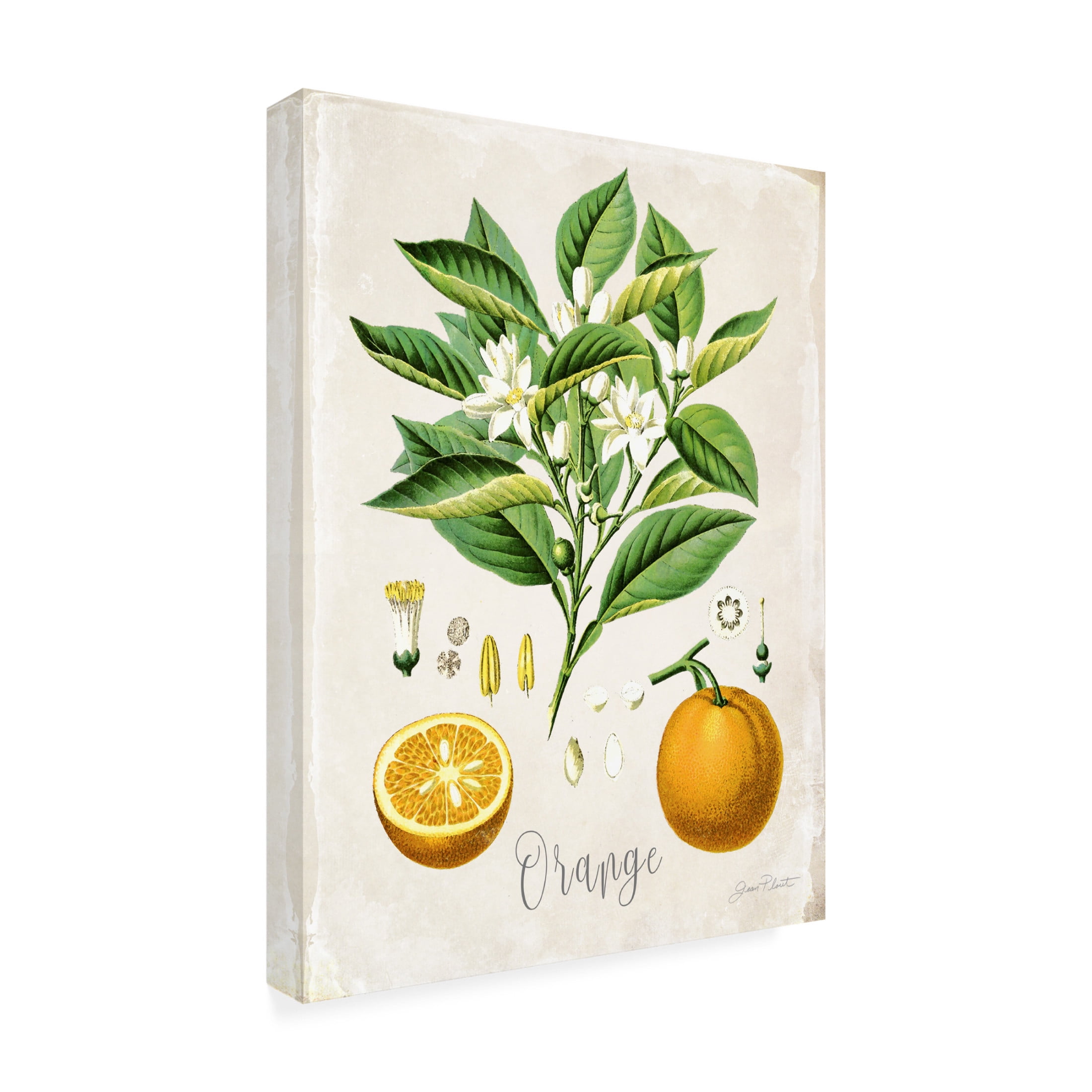Canvas Wall Art - Jean Plout 'Vintage Citrus Fruit Study B' Wall Art for Living Room, Bedroom, or Office Décor by Trademark Fine Art - 14 x 19 Inches