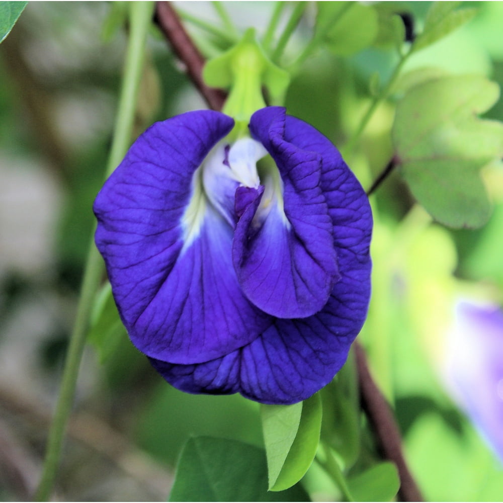 SEED PACK = == 10 SEEDS= Blue Butterfly Pea Flower -10 Tropical Flower