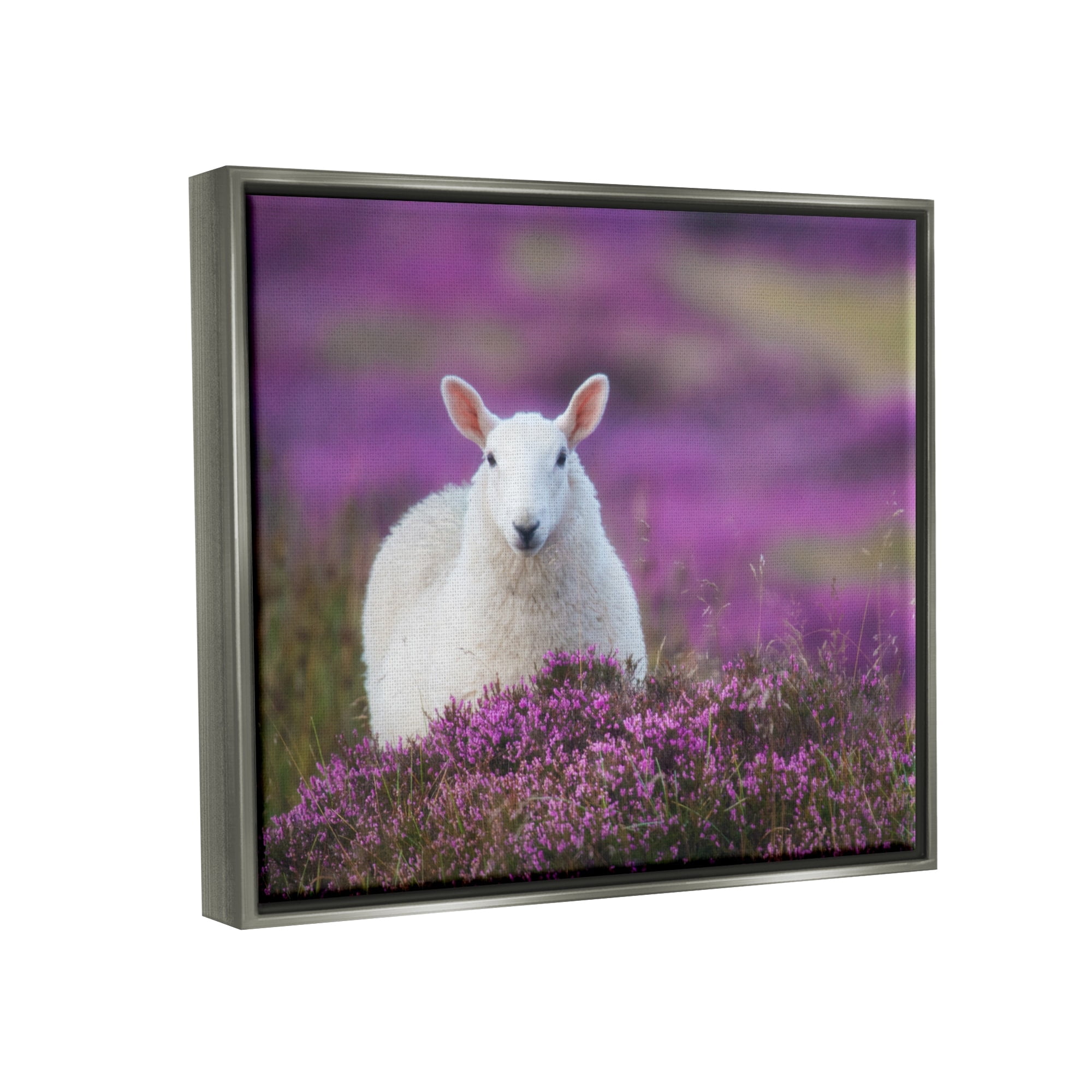 Stupell Industries Elegant White Sheep Among Purple Flower Meadow Photograph Luster Gray Floating Framed Canvas Print Wall Art, Design by James Dobson