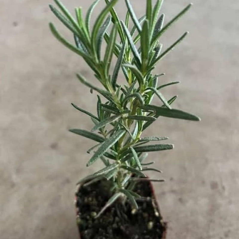 Rosemary Potted Live Plant, 4 Inch Compact Green Plant, Vibrant Rosemary for Patio or Indoor Growing Perennial