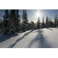thumbnail image 2 of Young, Bill 18x13 White Modern Wood Framed Museum Art Print Titled - Canada, BC, Smithers Snow-laden spruce trees, 2 of 4