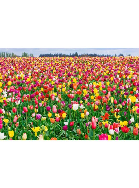 Tulip Bulbs in Plant Bulbs