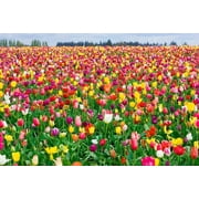 100 Tulip Landscape Mix Bulbs