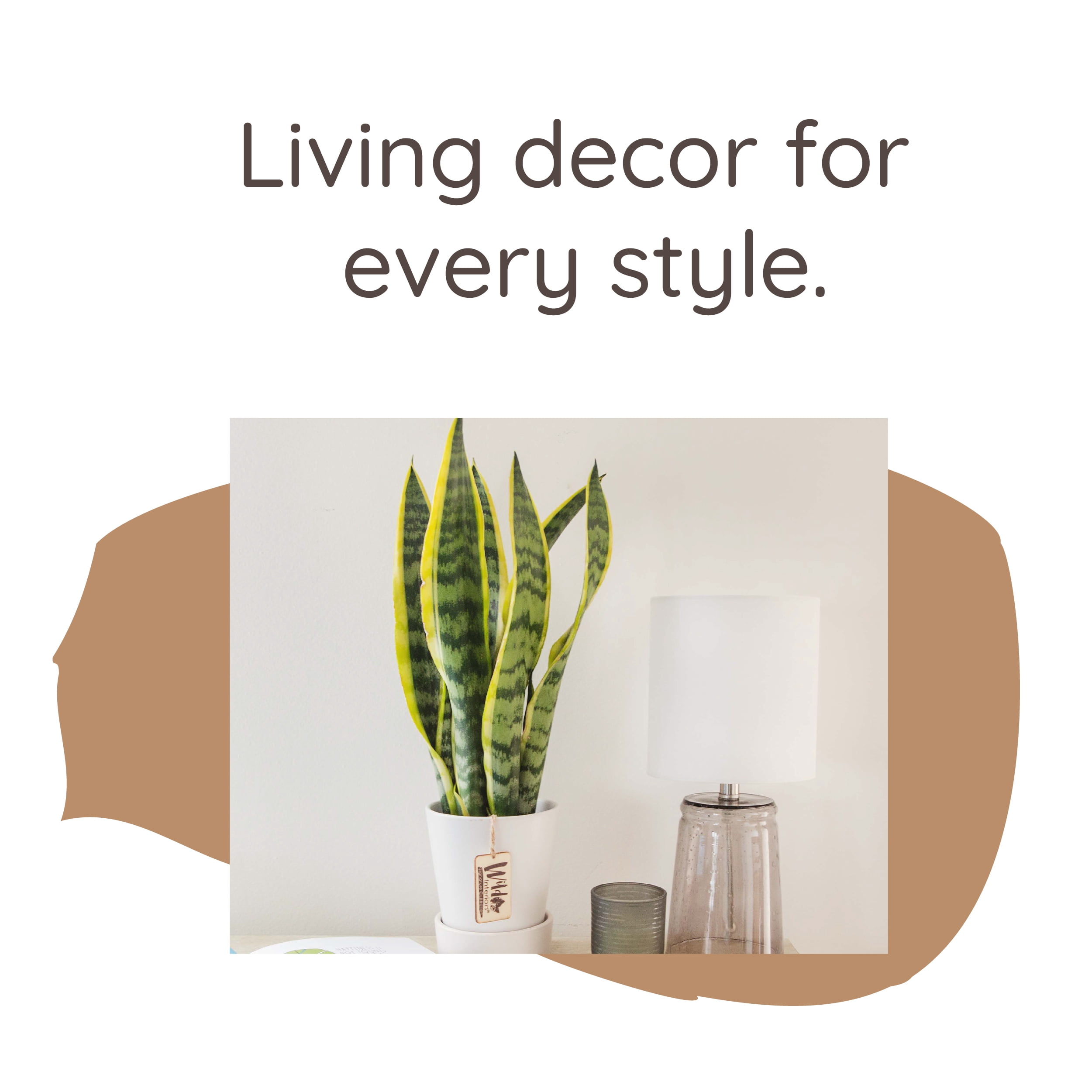Wild Interiors Sansevieria Laurentii Plant, 15-18” Tall, 5” Ceramic Pot