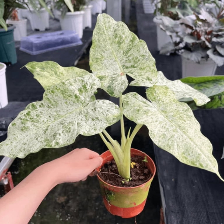 Variegated Alocasia Blizzard Plant, Live Odora Batik Alocasia Variegated  form 4 Inches Tall, Indoor Houseplant