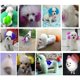 thumbnail image 4 of 80g Dyeing Pet Dog Cat Animals Hair Coloring Dyestuffs Pigment Agent Supplies, 4 of 5