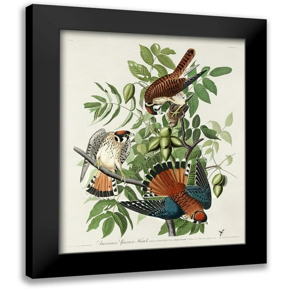 Audubon, John James 12x14 Black Modern Framed Museum Art Print Titled - American Sparrow Hawk