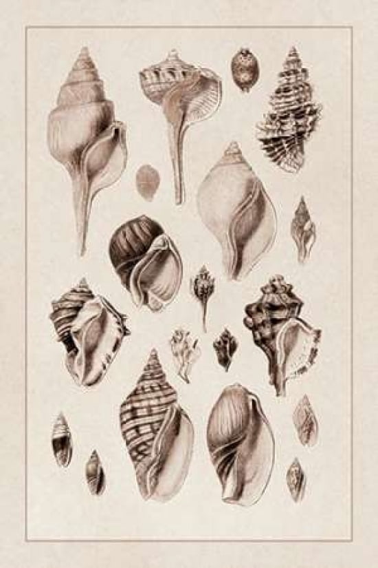 Shells Sessile Cirr
