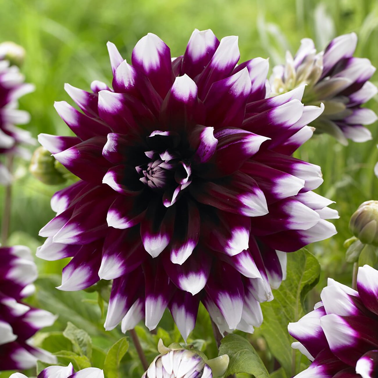 Van Zyverden Dahlias Mystery Day, 5 Bulbs, Multi-color, Full Sun, Annual, Flowering