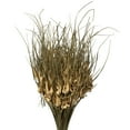 thumbnail image 2 of Vickerman 26" Natural Tulip Star, 16oz (4 -4oz Bundles), Dried, 2 of 5