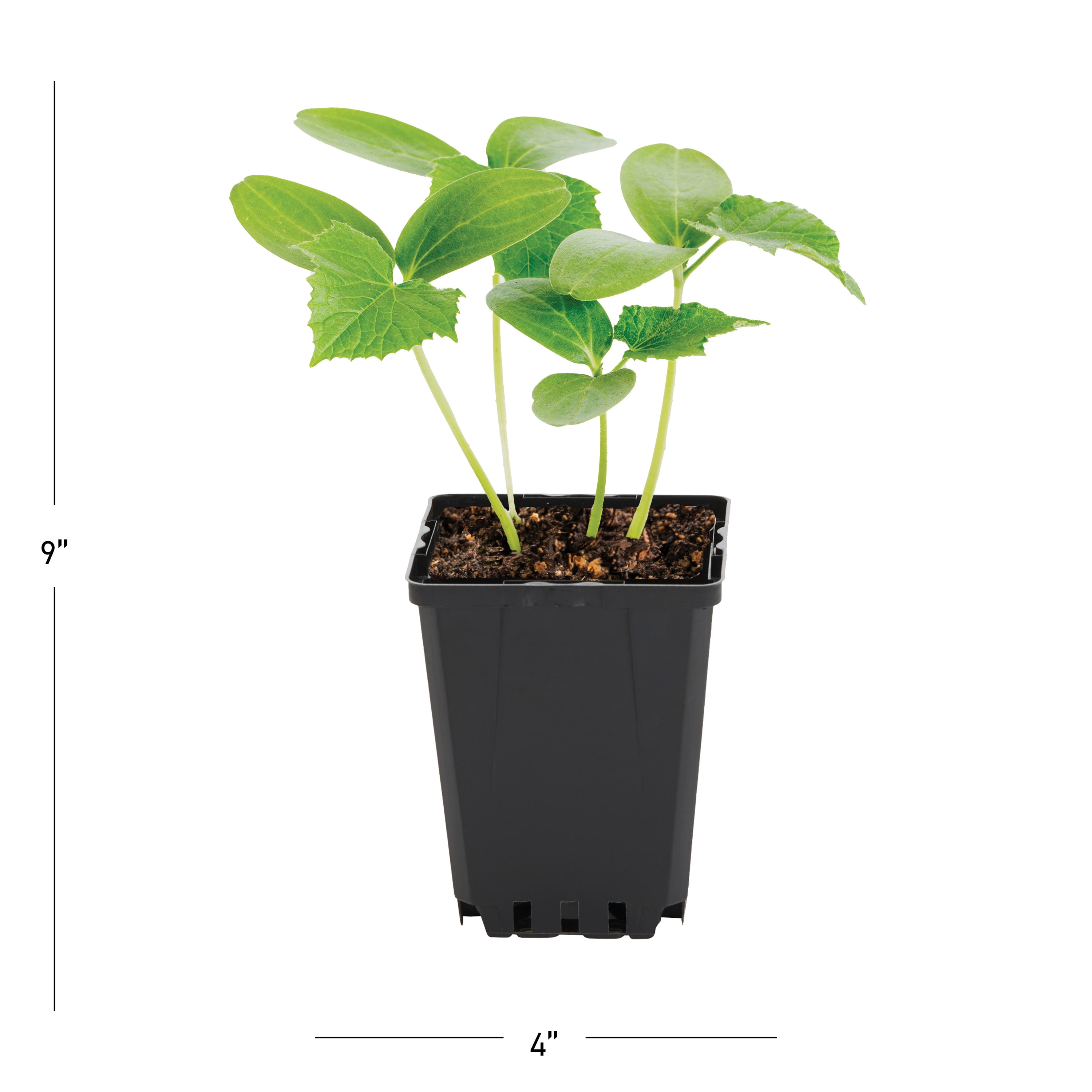 Expert Gardener 1PT Burpless Cucumber Live Edible Plant Sun 6-Pack
