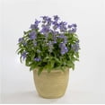 thumbnail image 2 of Expert Gardener 1.5 Gallon Salvia Blue Purple Full Sun Annual Outdoor Live Plants Full Sun, 2 of 8