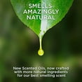 thumbnail image 3 of Aceite perfumado Air Wick Plug con 5 recambios, 3 of 4