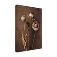 thumbnail image 4 of Trademark Fine Art Treechild Three Dry Flowers Canvas Wall Art, 4 of 4