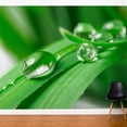 thumbnail image 2 of ADZif Fresk Pure Wall Mural, 2 of 5