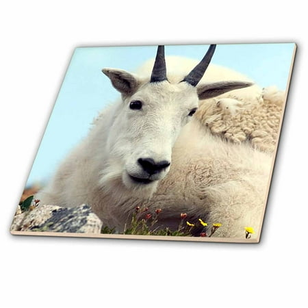 Goat Tile - 3dRose Alpine Goat - Ceramic Tile, 6-inch