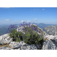 thumbnail image 4 of Lavender Fine Population Essential Oil 5 ml (1/6 fl oz) - 100% Pure and Natural by Silky Scents, 4 of 6