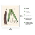 thumbnail image 2 of Palm Tree Leaf - Betel Nut Subfamily - (Oenocarpus Distichus) - Vintage Botanical Illustration by Carl Friedrich Philipp von Martius c.1820s - Fine Art Matte Paper Print (Unframed) 16x20in, 2 of 4