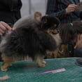 thumbnail image 4 of unbranded Peine De Para Mascotas Morado Con Punta Precisa Para Cuidado Y Deslanado De En Perros Y, 4 of 8