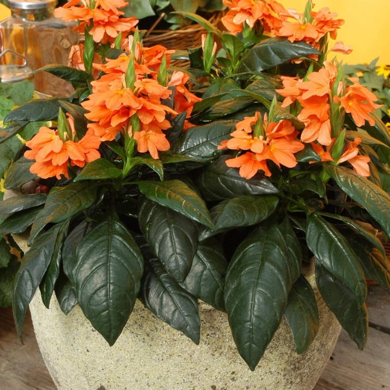 Outsidepride Crossandra Tropic Flame - 30 Seeds