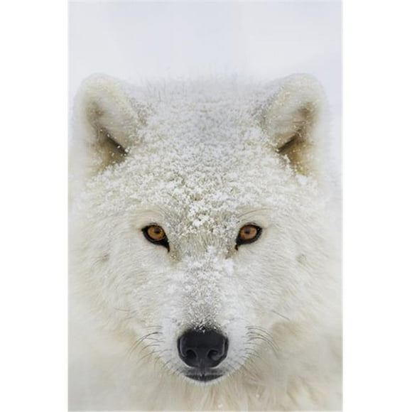 Canis Lupus Portrait Arctic Wolf - Montebello Quebec Canada Affiche Imprimée par Dominic Marcoux, 24 x 36 - Grand