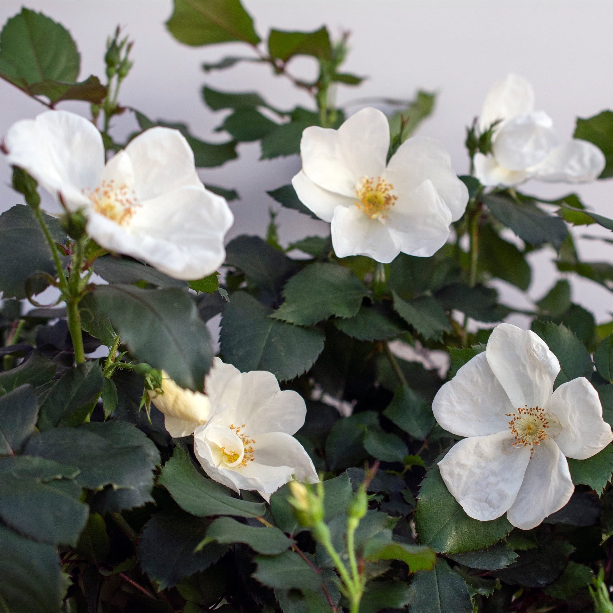 The White Knock Out Tree® Rose Plant with Pure White Blooms (3 Gallon)