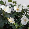 thumbnail image 5 of The Knock Out® Family of Roses 'The White Double Knock Out® Rose' Live Shrub in 2-Gallon Grower Pot, 5 of 13