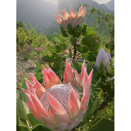 Garden Furniture Cape Town South Africa King Protea, Protea Cynaroides, Kirstenbosch National Botanical Garden, Cape Town, South Africa Print Wall Art By Frans Lanting ()