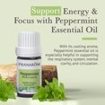 thumbnail image 5 of Pranarom USDA Certified Organic Peppermint Essential Oil (5ml), 100% Pure Undiluted Therapeutic Grade from India for Aromatherapy, Diffuser, Topical, Cooling, Massage & Relaxation, 5 of 7