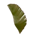 thumbnail image 4 of Varaluz Banana Leaf 2-Lt Sconce, 4 of 4
